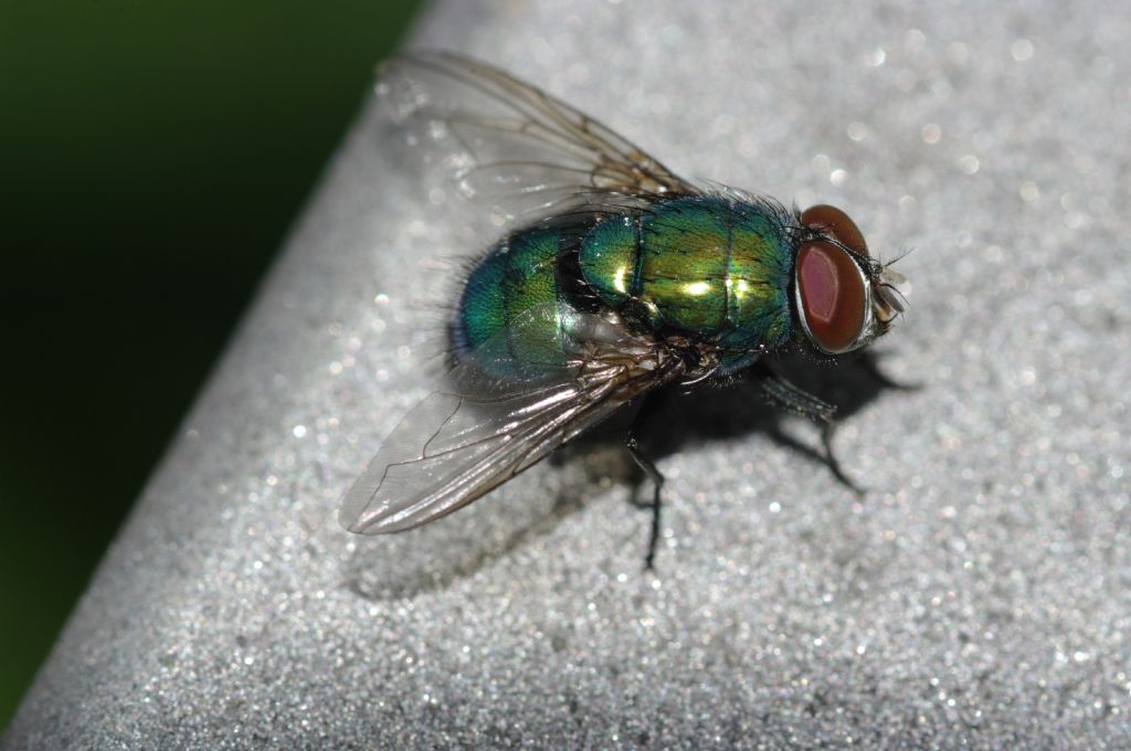 Maschio di Dittero verde: Muscide o Calliforide?